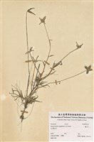 藏品(龍爪芧)的圖片